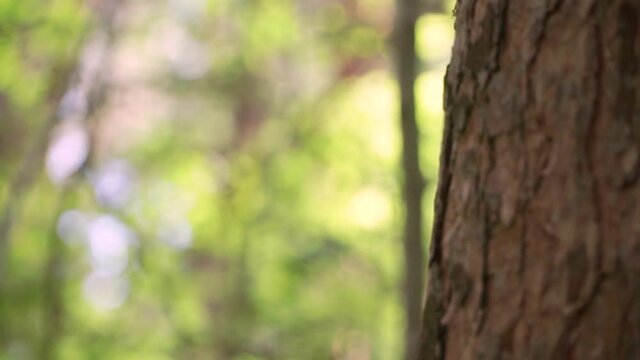 Close-up of nuthatch on tree. Clip. Small gray-white bird sits upright in tree. Volga nuthatch bird sitting on tree in green forest. Wild forest birds