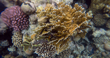 Tropical coral reef. Ecosystem and environment. Egypt. Near Sharm El Sheikh