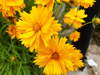 Yellow flowers Coreopsis.