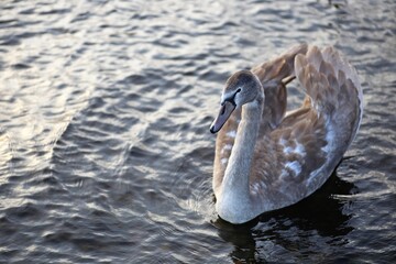 White swan in the water.