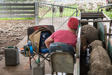 Technician using ultrasound to test ewes for pregnancy