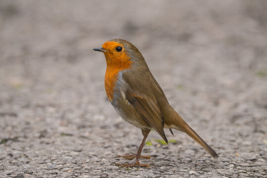 European robin on the ground. Close up side view. Image taken in the south of England.