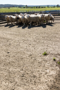 Group of rams in sheep yards