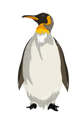 king penguin