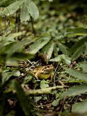 Frog green