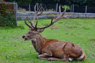 Ein kapitaler Hirsch