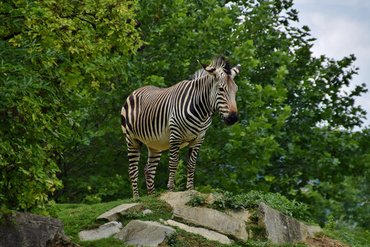 Zebra mit besten Aussichten