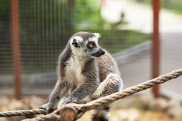 Primate monkey lemur sitting on a rope rope