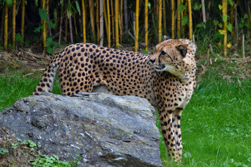 Ein Gepard (Nahaufnahme) © Anton Faustmann