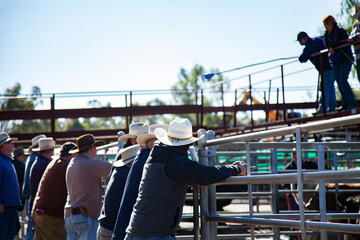 Farmers with hats leaning on cattle yard fence at sale yard