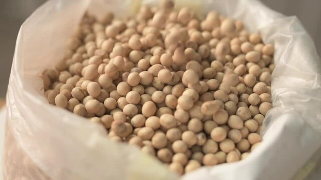 Harvested soybean falling in slow motion