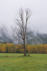 Fototapeta premium Lonely tree at meadow, Velky Bor, Sumava national park, Czech republic