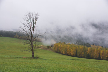 Obraz na płótnie Canvas Lonely tree at meadow, Velky Bor, Sumava national park, Czech republic