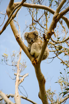 Koala sitting in a fork of a tree