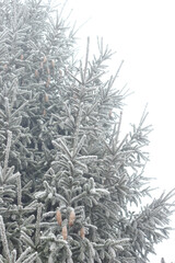 Fir tree branch with cones hoarfrosted with rime in the forest nature background texture, closeup, copy space, winter holidays: christmas and new year concept