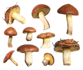 Set of fresh slippery jack mushrooms on white background
