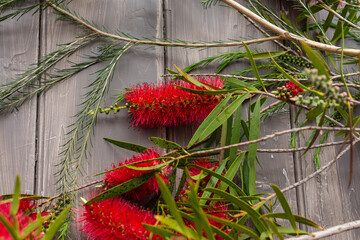 bottlebrush flowers against a grey timber background