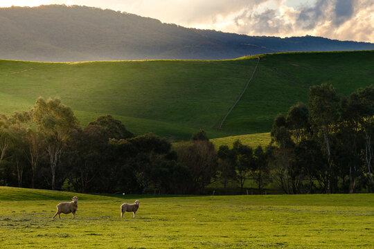 Two sheep in a green sunlit paddock near Yea, Victoria
