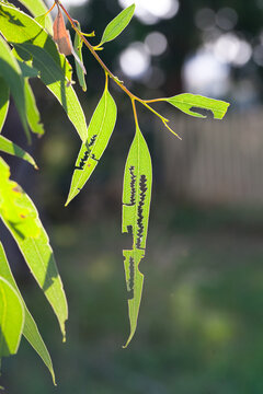 insect damaged gum leaves hanging in the backyard