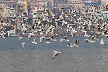 Siberian bird flying in Ganges river in Varanasi || Siberian bird flying in Ganges || Siberian birds || varanasi ganga ghat || ganga river in varanasi || benaras ganga ghat