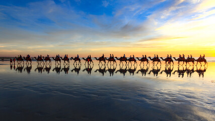 Row of camels and reflections walking along beach at sunset