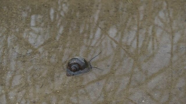 Pomacea canaliculata on the move near a rice field. It was brought from Japan and released for eco-friendly agriculture, but it is now banned due to severe side effects. However, it can still be found
