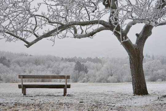 winte scenery with a bech und a tree both coverd with ice