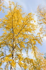 Birch wood on the Tsaryov Kurgan in Samara Region.