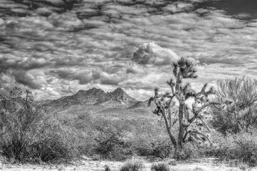High Dynamic Range Black and White Image of a Mountain in Arizona with a Joshua Tree