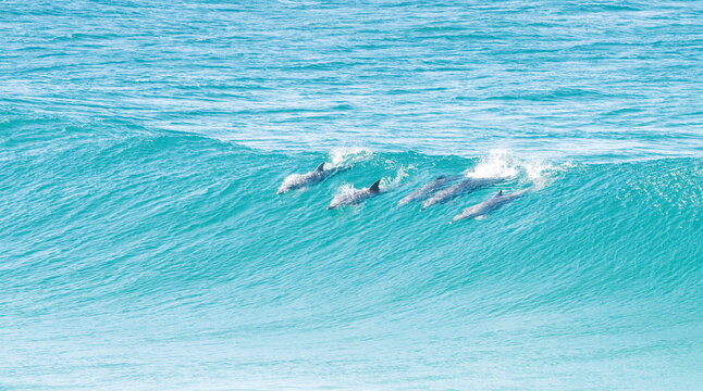 Group of dolphins riding the same wave