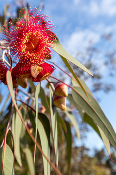 Red Flowering Gum Blossom Vertical