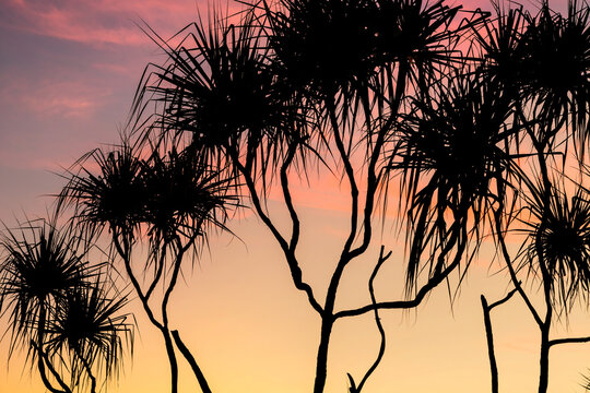 Pandanus Palm silhouette at sunset
