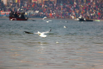 Siberian bird flying in Ganges river in Varanasi || Siberian bird flying in Ganges || Siberian birds || varanasi ganga ghat || ganga river in varanasi || benaras ganga ghat