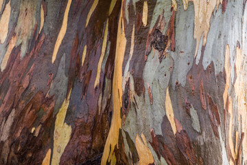 tree with colourful bark patterns