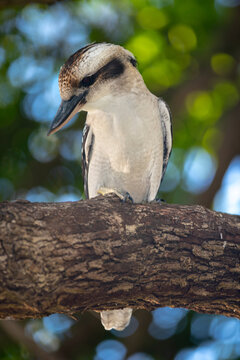 Kookaburra looking for food