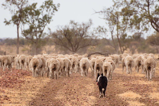 Sheep dog following behind merino sheep