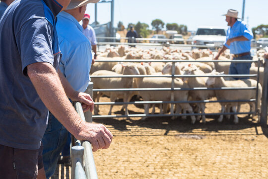 Farmers lean on a saleyard pen at a livestock auction at Forbes