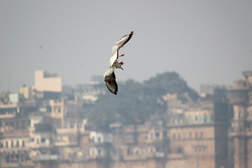 Siberian bird flying in Ganges river in Varanasi || Siberian bird flying in Ganges || Siberian...