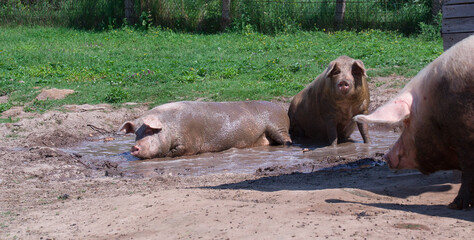 Fototapeta premium three pigs lie in a mud puddle on a farm