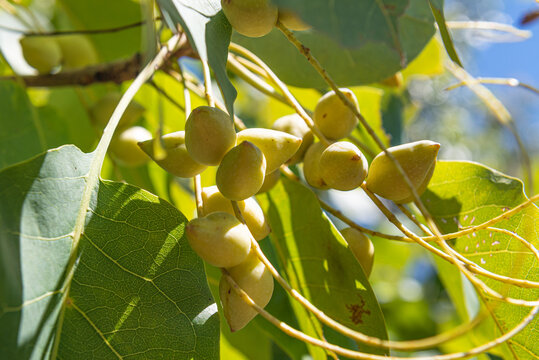 Ripe Kakadu Plums