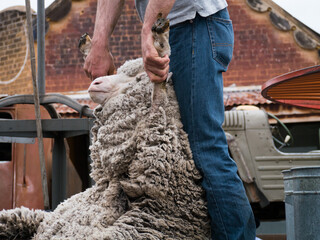 Shearer dragging a sheep ready to shear