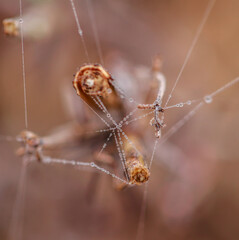 Herbst close-up