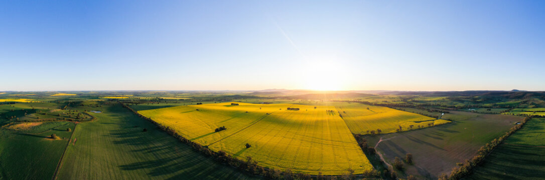 Flowering canola crop at sunset