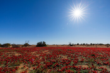 carpet of red flowers under blue sky and blazing sun