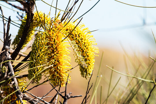 Close up of yellow hakea flowers