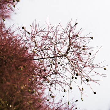 close up of flowers on the burning bush tree