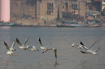 Siberian bird flying in Ganges river in Varanasi || Siberian bird flying in Ganges || Siberian birds || varanasi ganga ghat || ganga river in varanasi || benaras ganga ghat