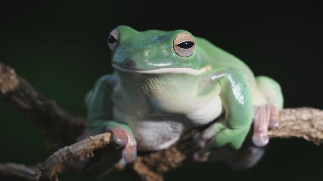 Ein gro&szlig;er gr&uuml;ner Laubfrosch sitzt nachts auf einem Zweig, mehrere Einstellungen, 50fps