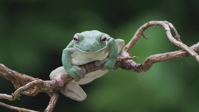 Ein gr&uuml;ner Laubfrosch mit Blick in die Kamera, mehrere Einstellungen, 50fps