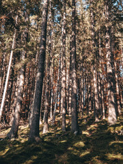 autumn in the woods